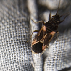 Oxygranulobaphus willinki