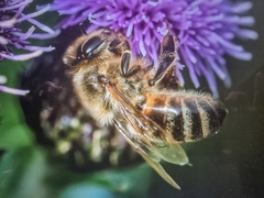 Apis mellifera