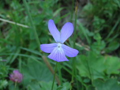 Viola cornuta