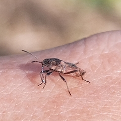 Oxygranulobaphus willinki