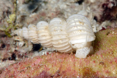 Surrepifungium costulatum