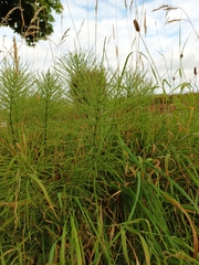 Equisetum arvense