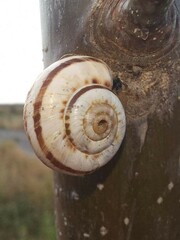 Xeropicta derbentina