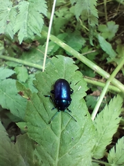 Oreina cacaliae