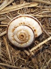 Xeropicta derbentina