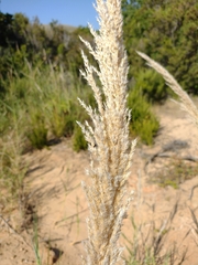Arundo plinii
