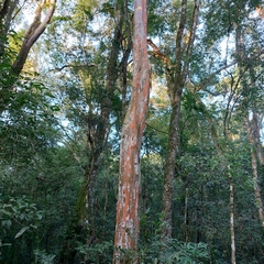 Eugenia pyriformis