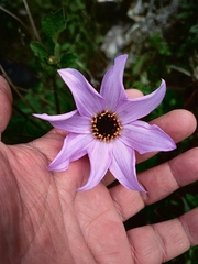 Dahlia australis australis