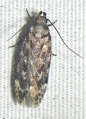 Chionodes thoraceochrella