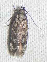 Chionodes thoraceochrella