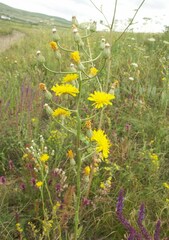 Crepis pannonica