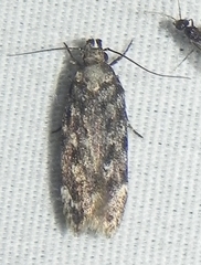 Chionodes thoraceochrella