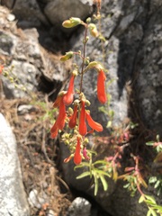 Penstemon rostriflorus