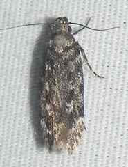 Chionodes thoraceochrella