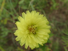 Pyrrhopappus carolinianus