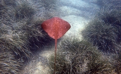 Pteroplatytrygon violacea