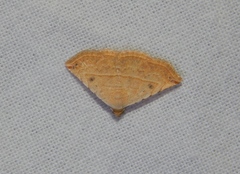 Eublemma gayneri