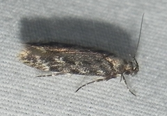 Chionodes thoraceochrella