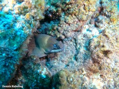 Gymnothorax unicolor