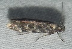 Chionodes thoraceochrella