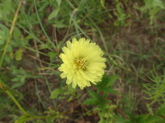 Pyrrhopappus carolinianus
