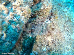 Gymnothorax unicolor