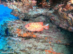 Heteropriacanthus fulgens