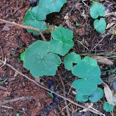 Hydrocotyle leucocephala