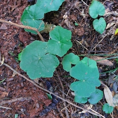Hydrocotyle leucocephala