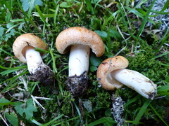 Lactarius zonarioides