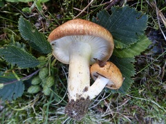 Lactarius zonarioides