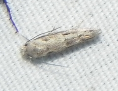 Mompha brevivittella