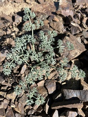 Lomatium cuspidatum