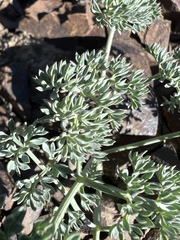 Lomatium cuspidatum