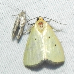Mompha brevivittella