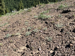 Lomatium cuspidatum