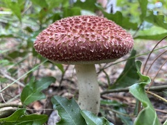 Boletellus ananas image