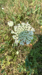 Daucus carota