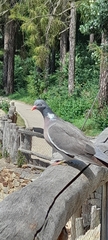 Columba palumbus
