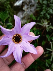 Dahlia australis australis