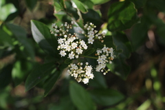 Viburnum triphyllum