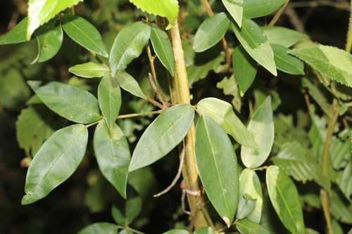 Image of Calopogonium galactioides by (c) Andrés Ramírez-Barrera, some rights reserved (CC BY)