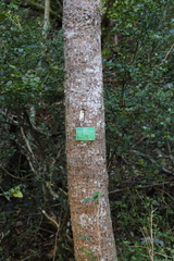 Chionanthus foveolatus