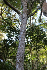 Chionanthus foveolatus