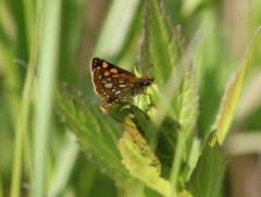Carterocephalus mandan