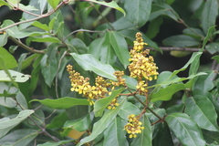 Heteropterys laurifolia