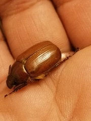 Aulacopalpus castaneus