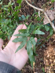 Lygodium volubile