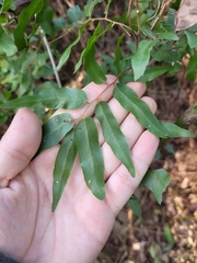 Lygodium volubile