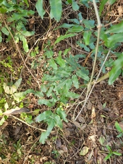 Lygodium volubile
